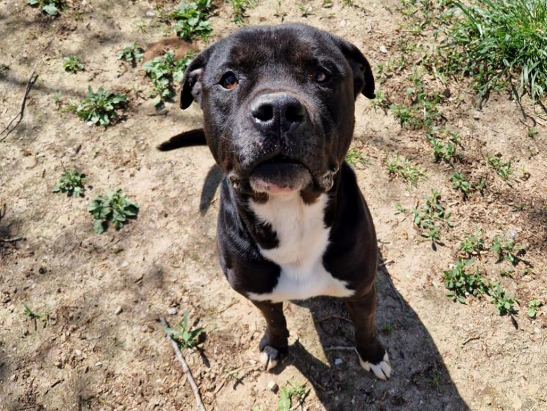 Photo #6 de Gizmo cn