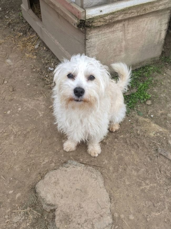 Photo #1 de Capucine