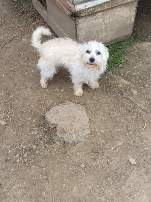 Photo #4 de Capucine