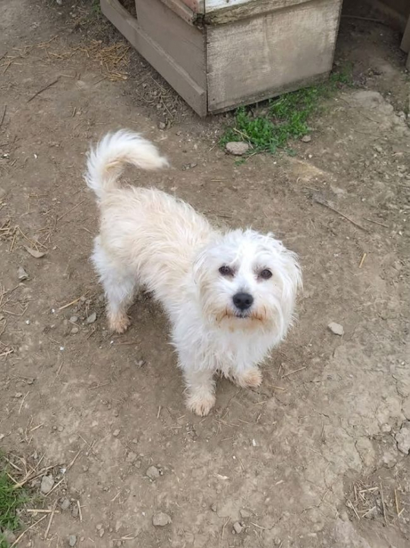 Photo #2 de Capucine