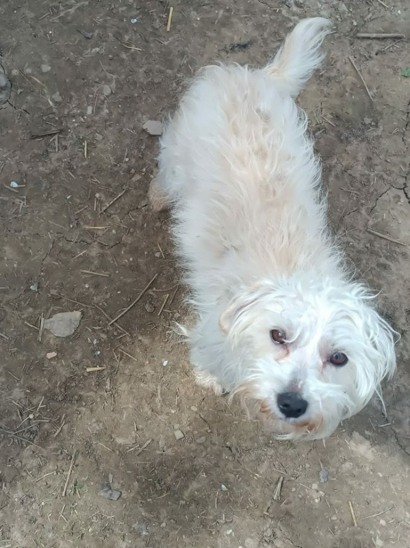 Photo #3 de Capucine