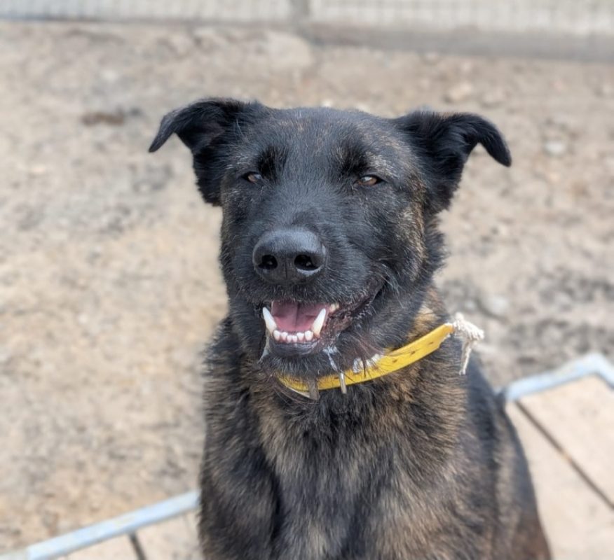 Topaze *réservé* - Chien à adopter