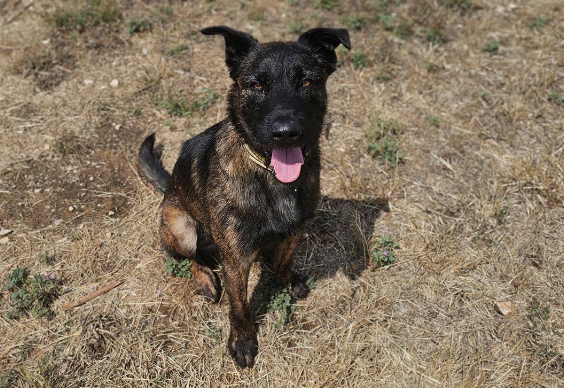 Topaze *réservé* - Chien à adopter - photo 3