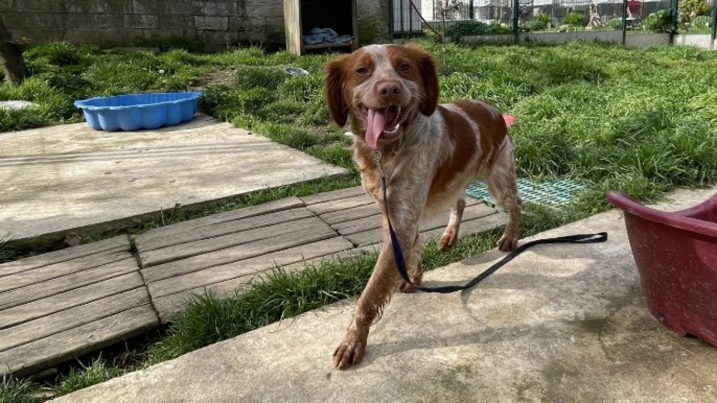 Photo #1 de Tournesol