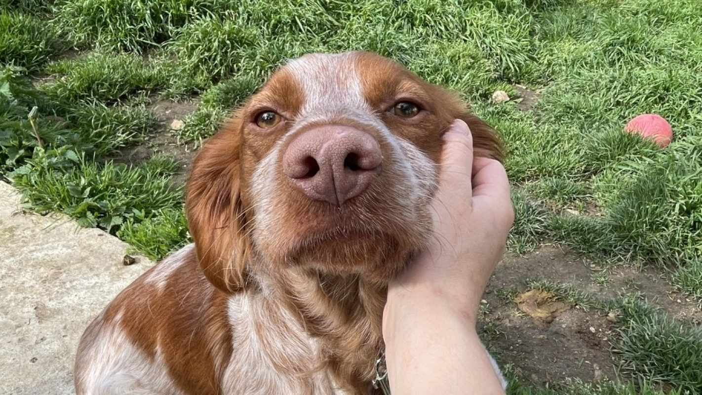 Photo #2 de Tournesol