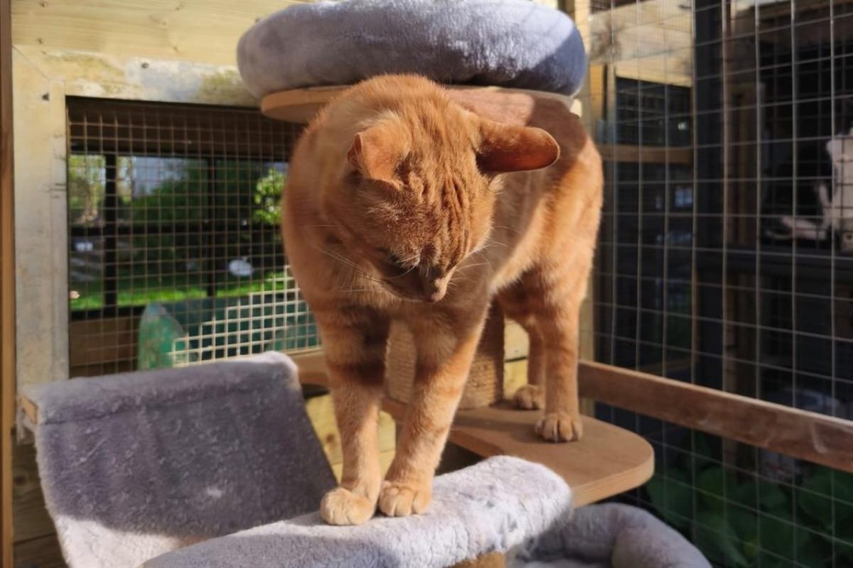 Sunny - Chat Européen à adopter