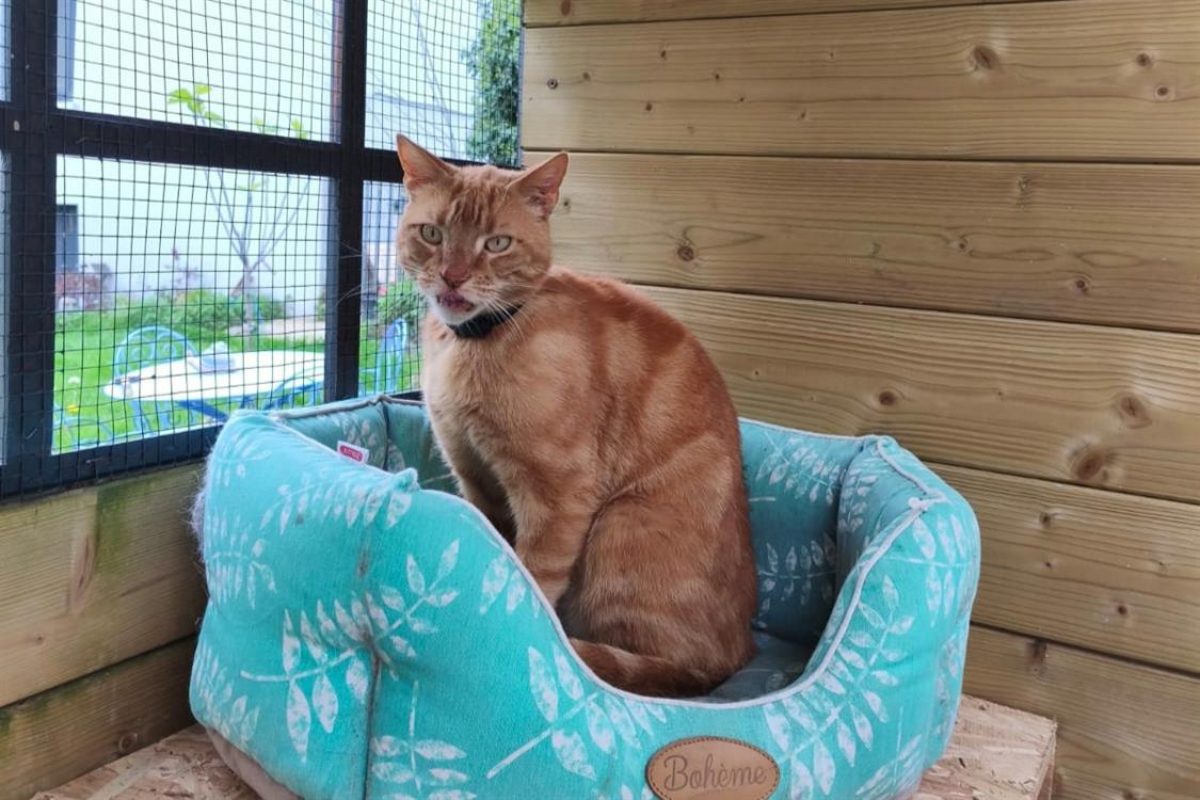 Sunny - Chat Européen à adopter - photo 2