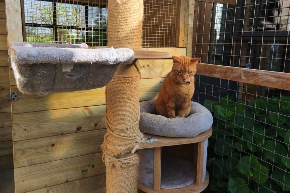 Sunny - Chat Européen à adopter - photo 3