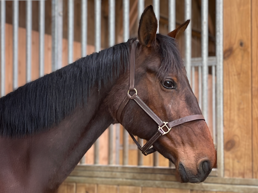 Photo de Usaurie de melodie
