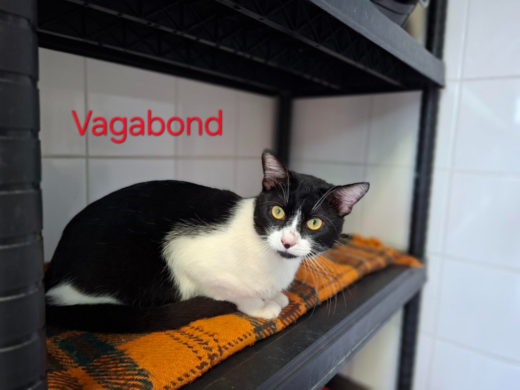 Photo de Vagabond