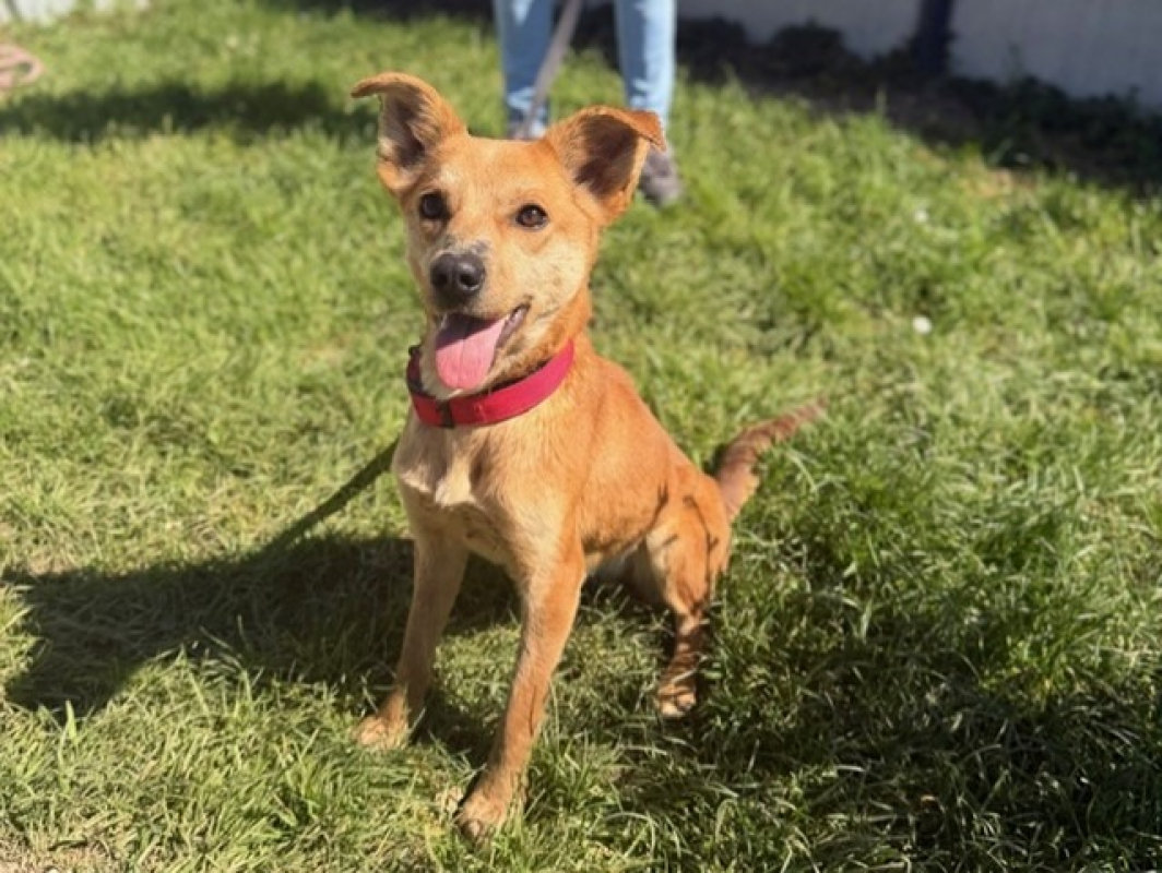 Photo #1 de Panatine