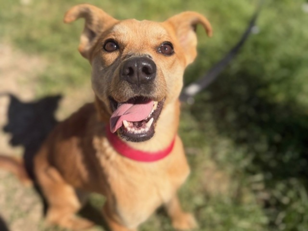 Photo #2 de Panatine