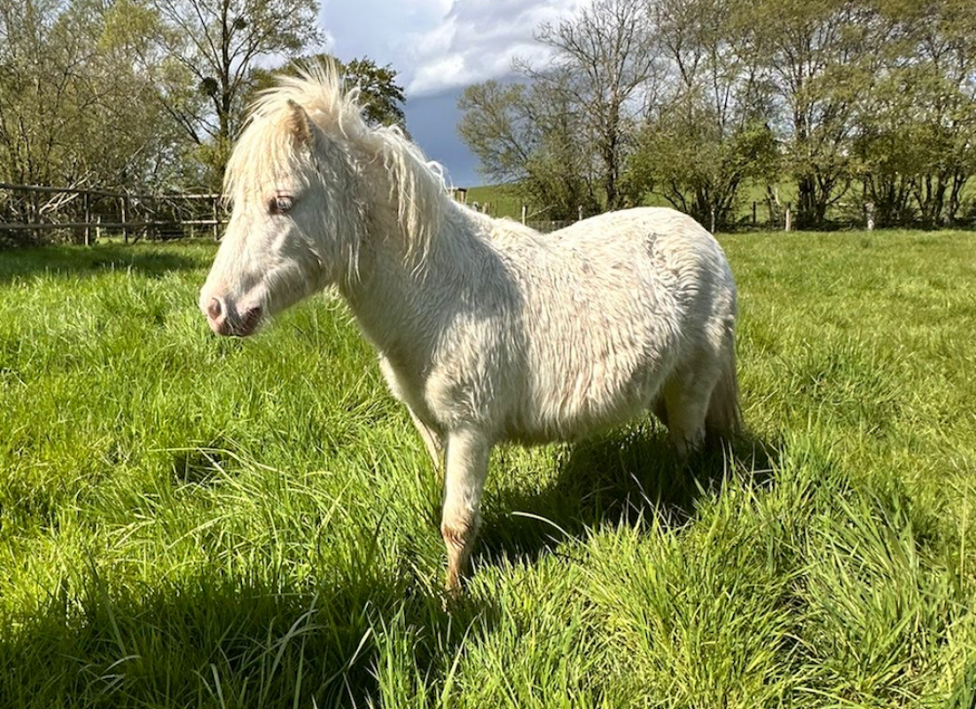 Photo #1 de Paillette