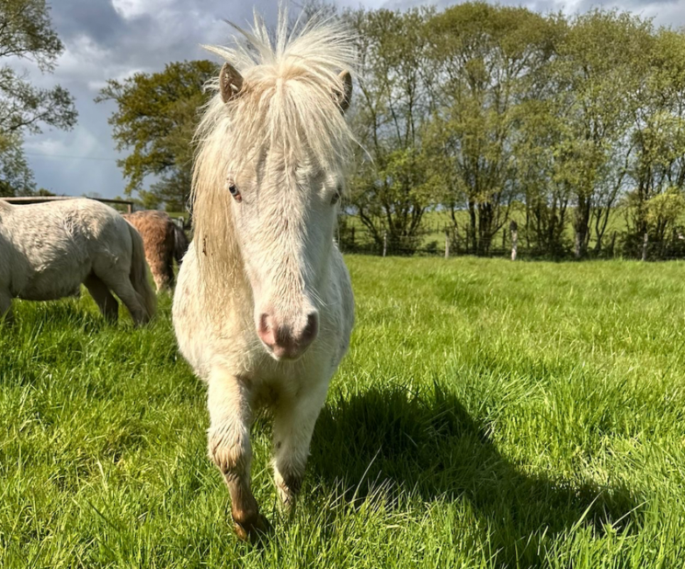 Photo #2 de Paillette