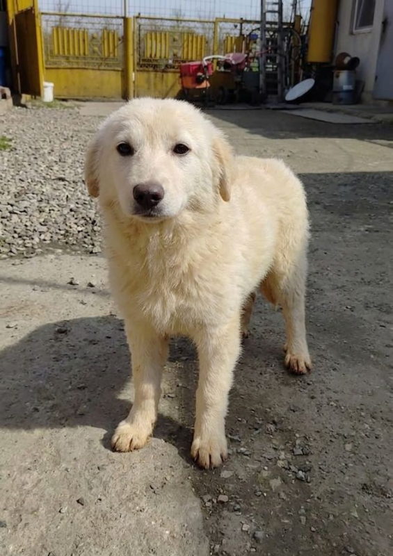 Photo #5 de Amaryllis