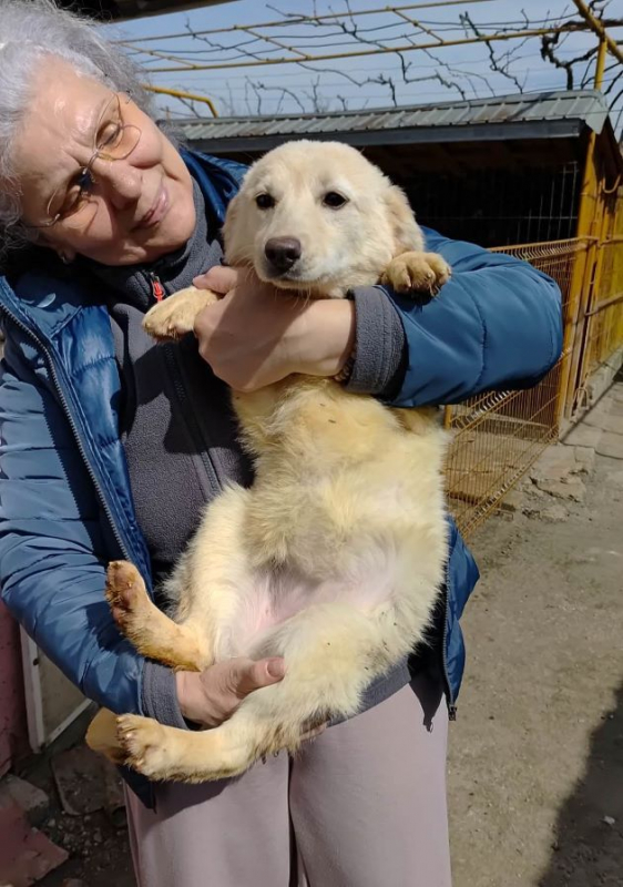 Photo #1 de Amaryllis