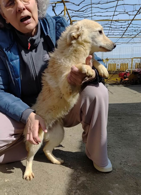 Photo #2 de Amaryllis