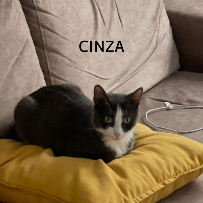 Photo #7 de CINZA