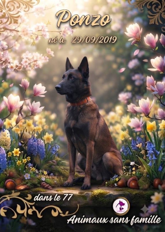 Ponzo - Chien Berger Belge à adopter