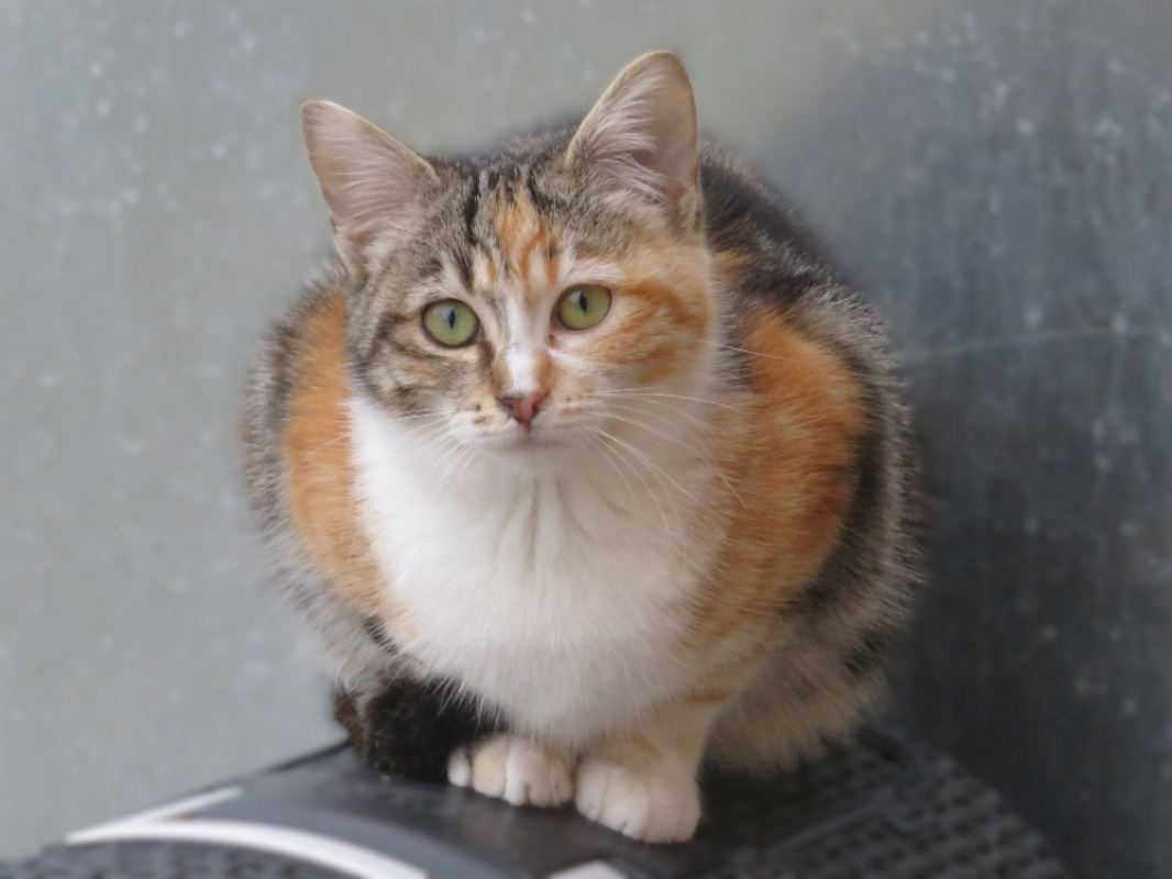 Photo #1 de Alouette