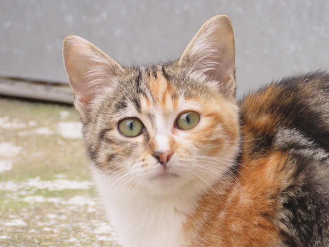 Photo #2 de Alouette