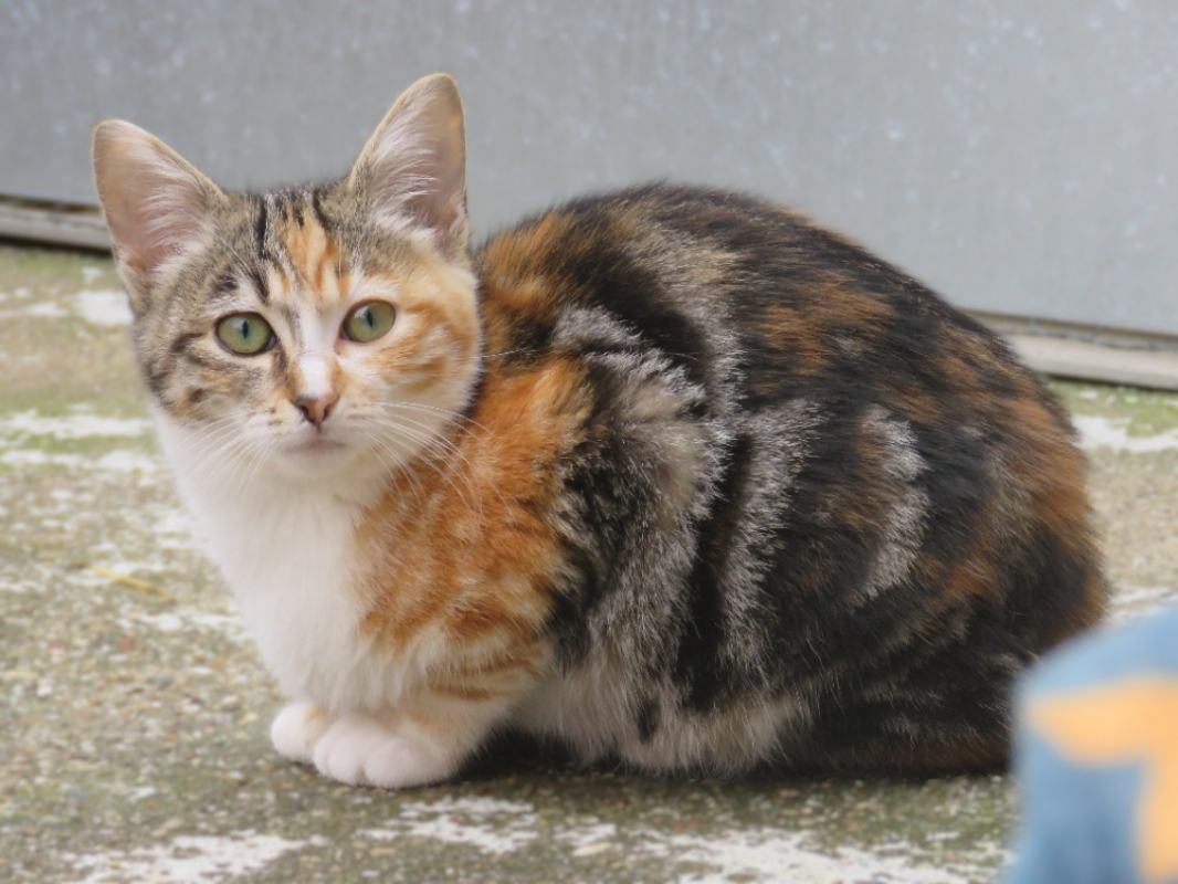 Photo #3 de Alouette