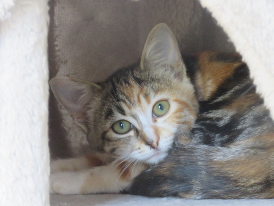 Photo #4 de Alouette