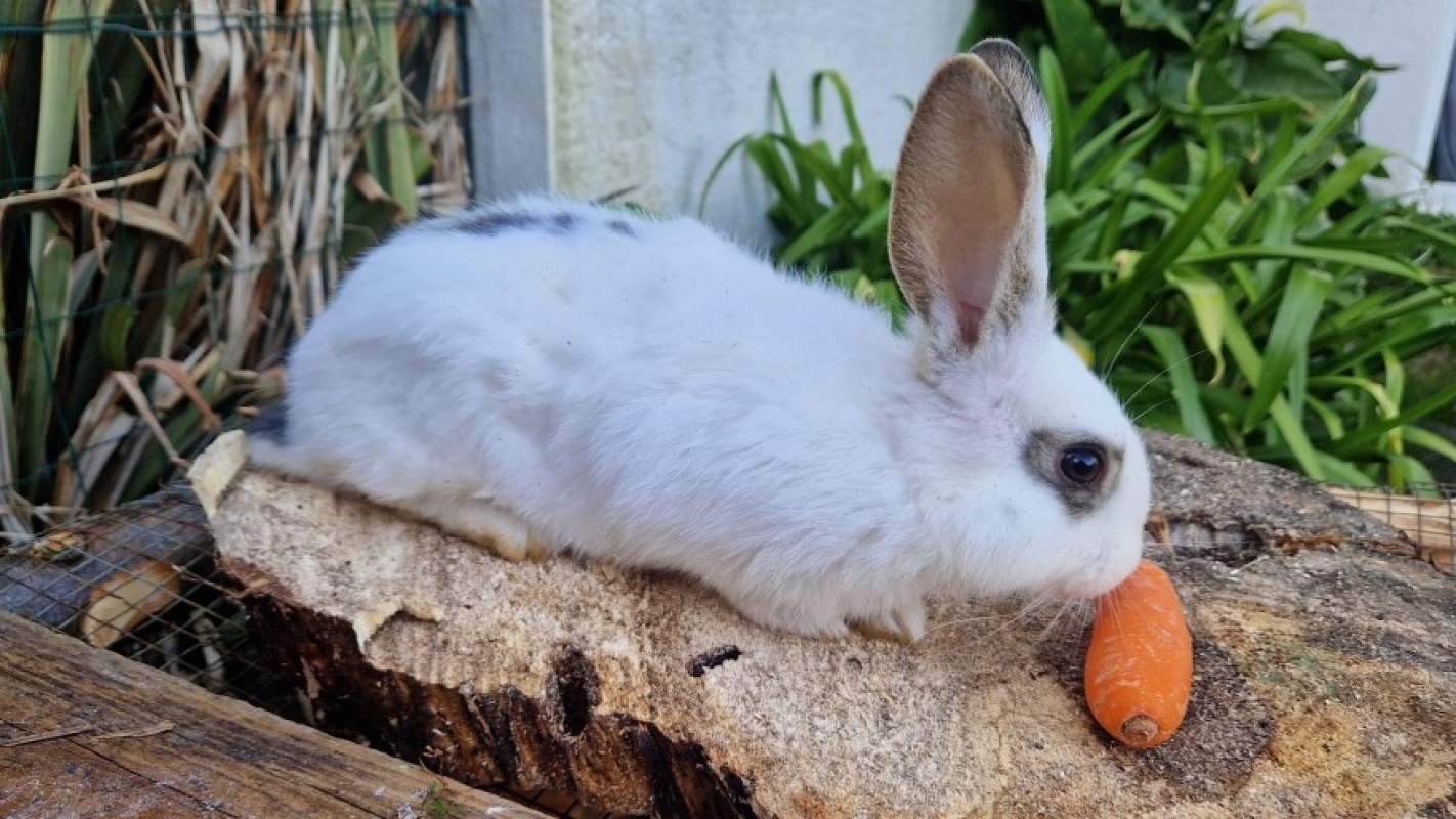 Photo de Oréo