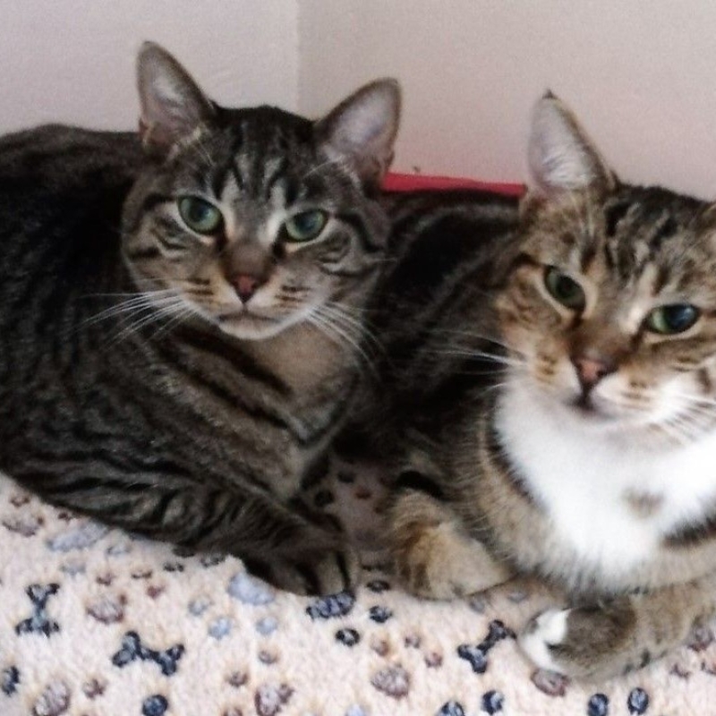 Photo de Tigrou et Titus