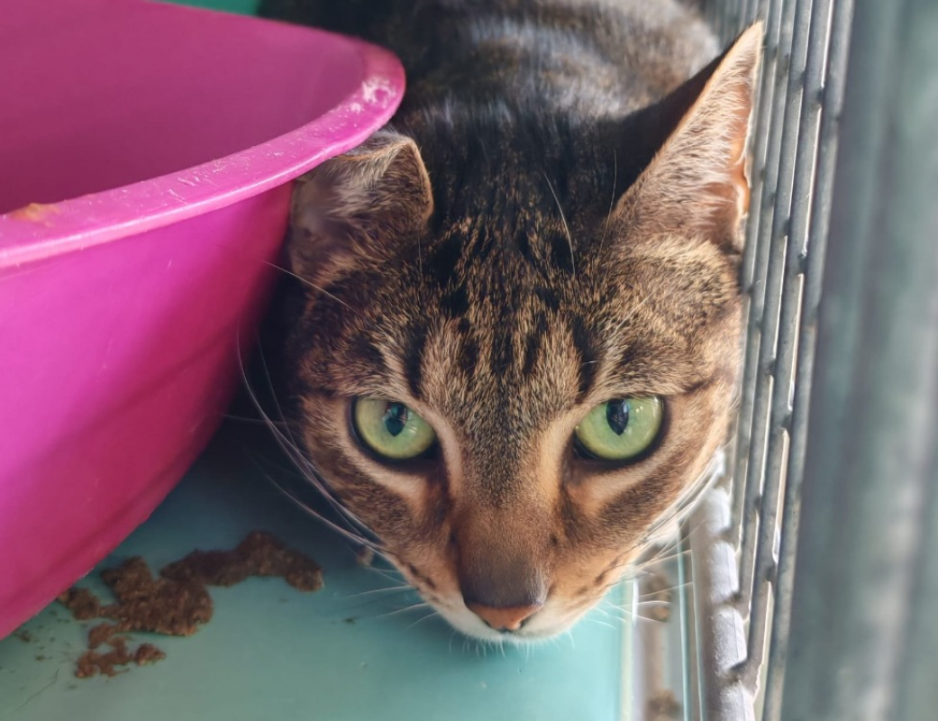 Photo de Midnight panthere dit mimi