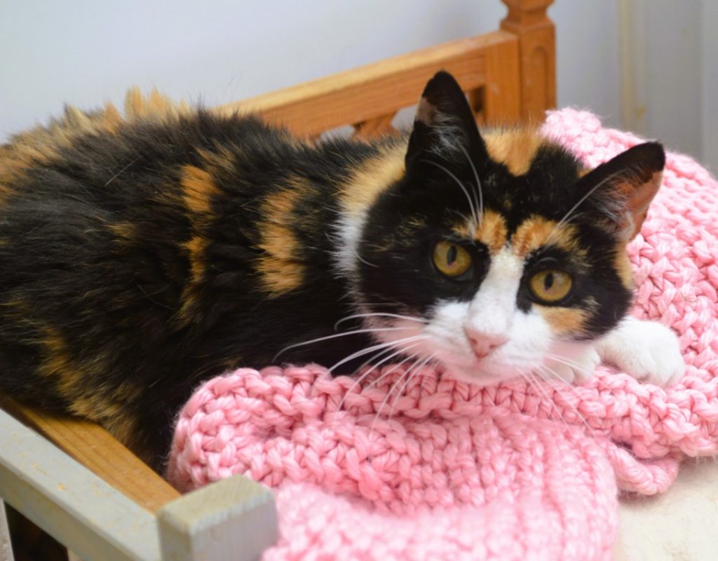 Saba - Chat Européen à adopter
