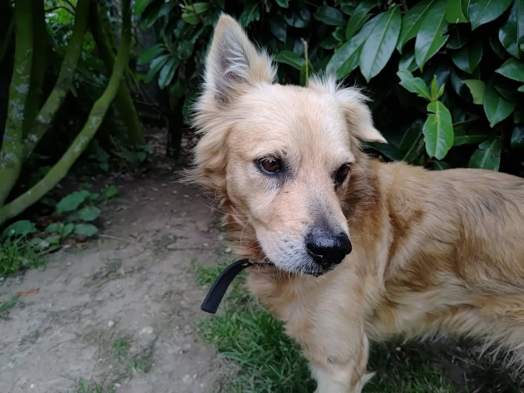 Photo #4 de Taro