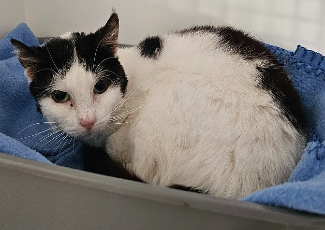 Photo de Domino