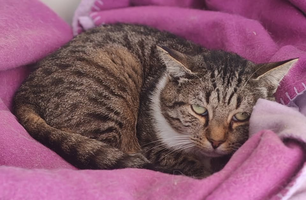 Oscar - Chat Européen à adopter