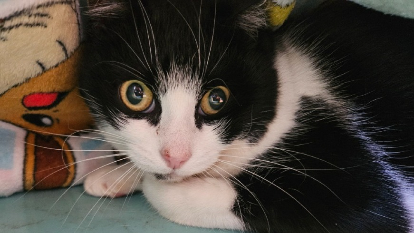 Photo de Sofia dit neige