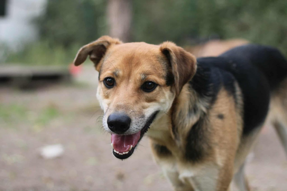 Photo #4 de Pitouille