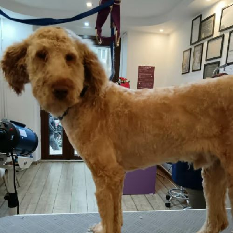 Photo #1 de PISTACHE