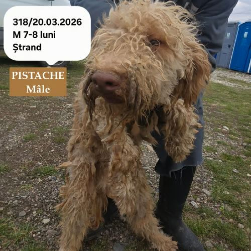 Photo #3 de PISTACHE