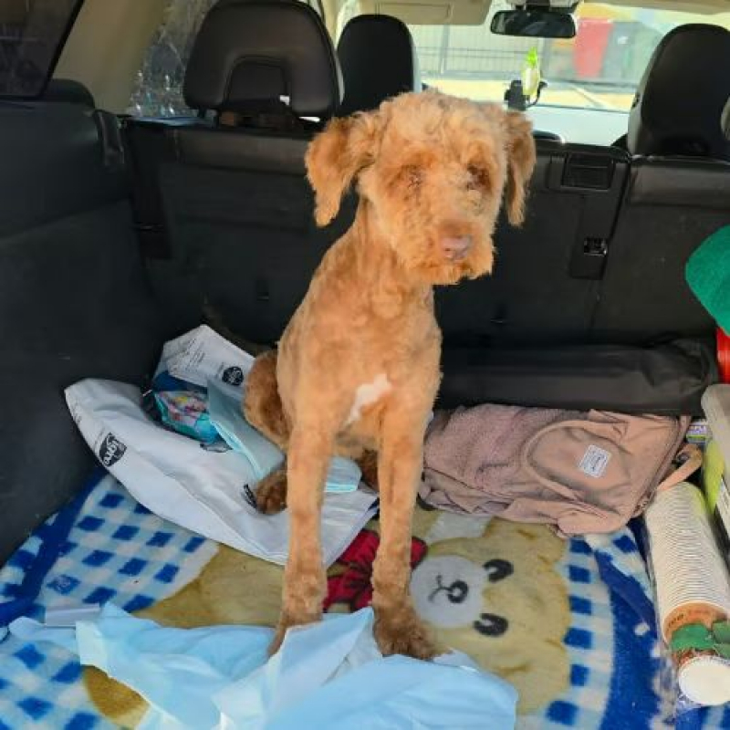 Photo #4 de PISTACHE