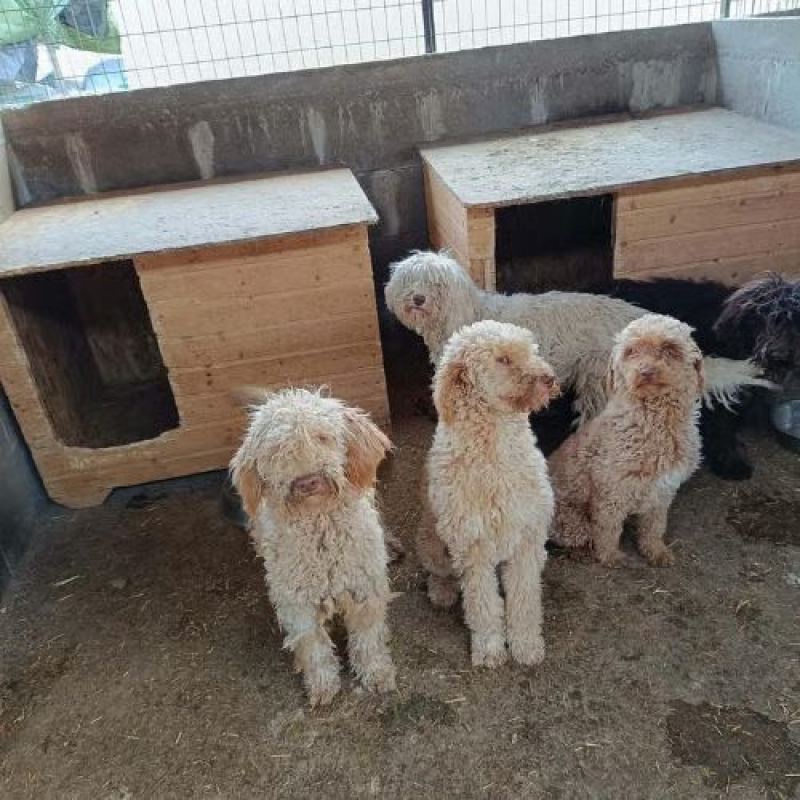 Photo #2 de PISTACHE