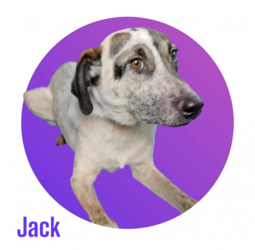 Photo #1 de JACK