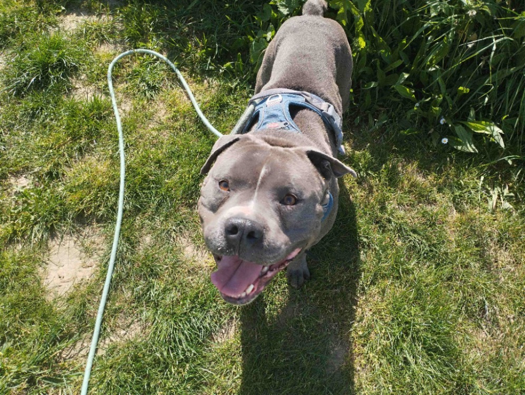 Photo #1 de Blue