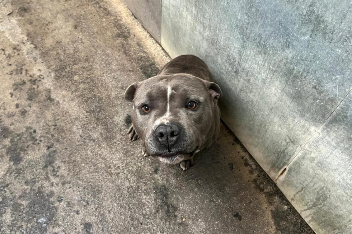 Blue - Chien à adopter