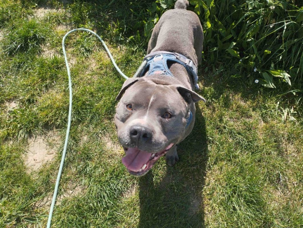 Blue - Chien à adopter - photo 2