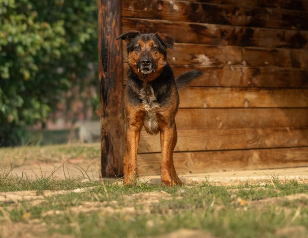 Pacha - Chien à adopter