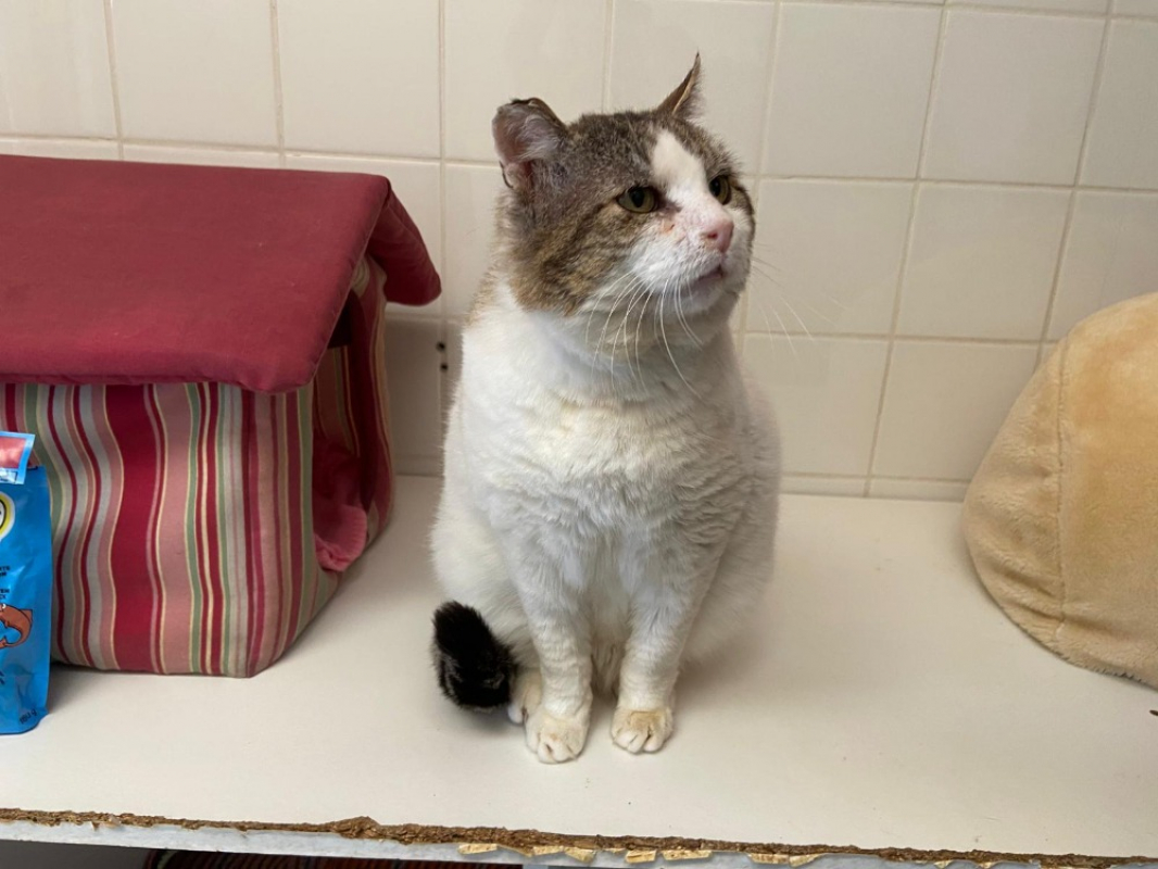 Photo #1 de Zoreille