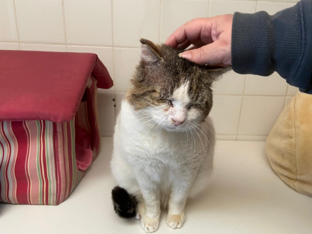 Photo #2 de Zoreille