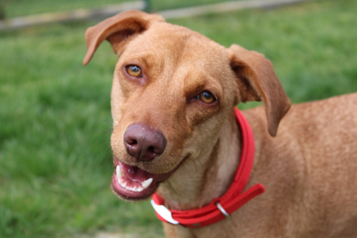 Photo #1 de Nalapoksy