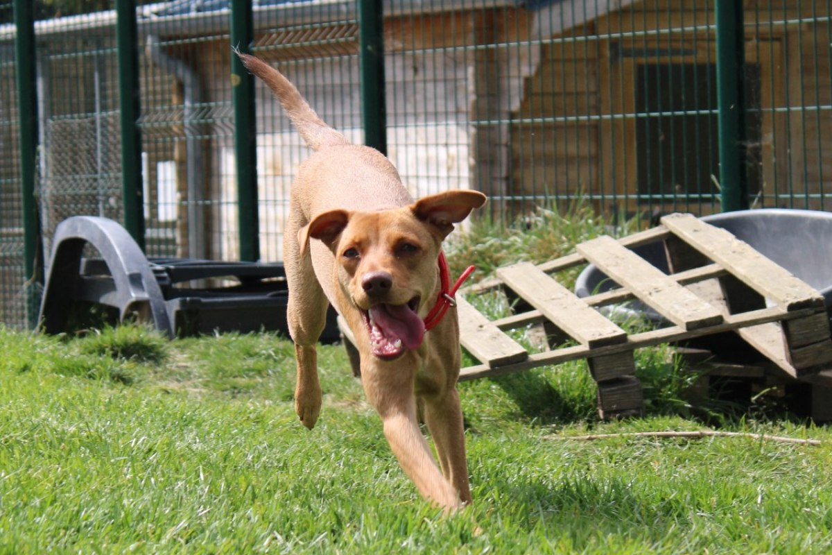 Photo #2 de Nalapoksy