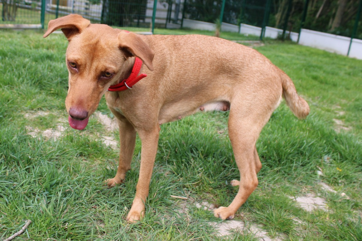 Photo #3 de Nalapoksy